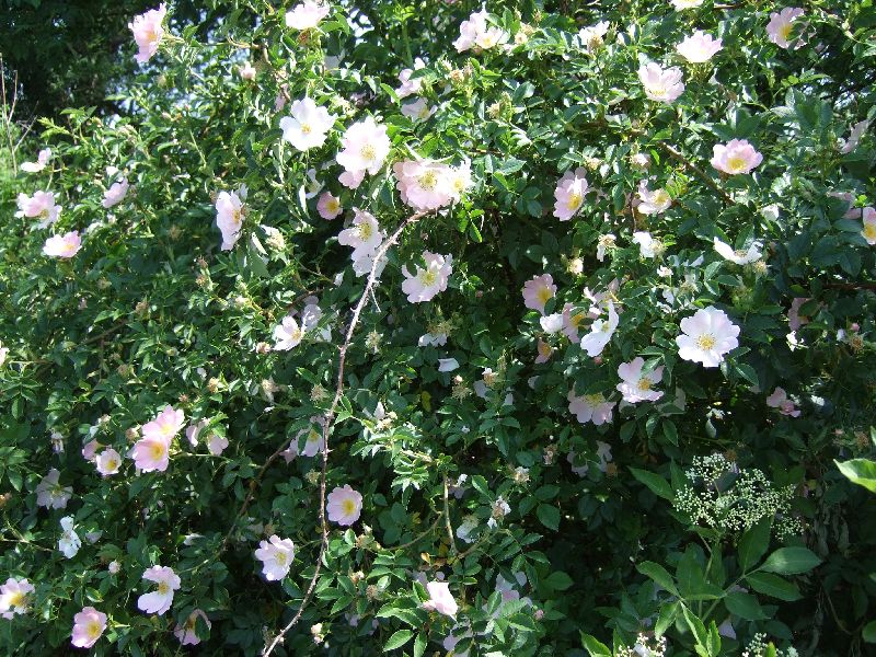 2011- 052.jpg